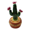 Close-up of blooming cactus with colorful flowers in ceramic pot