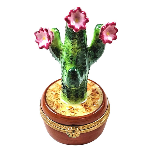 Flowering cactus in pot with pink blooms and spiky green leaves 
