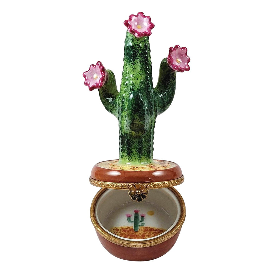 Flowering cactus in pot with pink blooms and spiky green leaves 