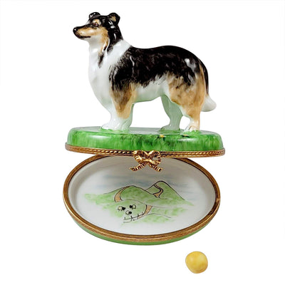 Adorable-sheltie-pet-playing-with-removable-ball-toy