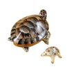Turtle with Baby Limoges Box - Limoges Box Boutique