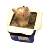 Dog Gift Delight Limoges Box Porcelain Limoges dog dogs limoge box French Trinket Box