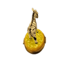 Elegant Zebra with Baby Figurine Porcelain Limoges wild animals French Trinket Box