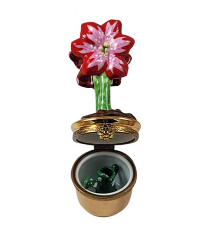 Red AMARYLLIS Flowers w WATERING CAN