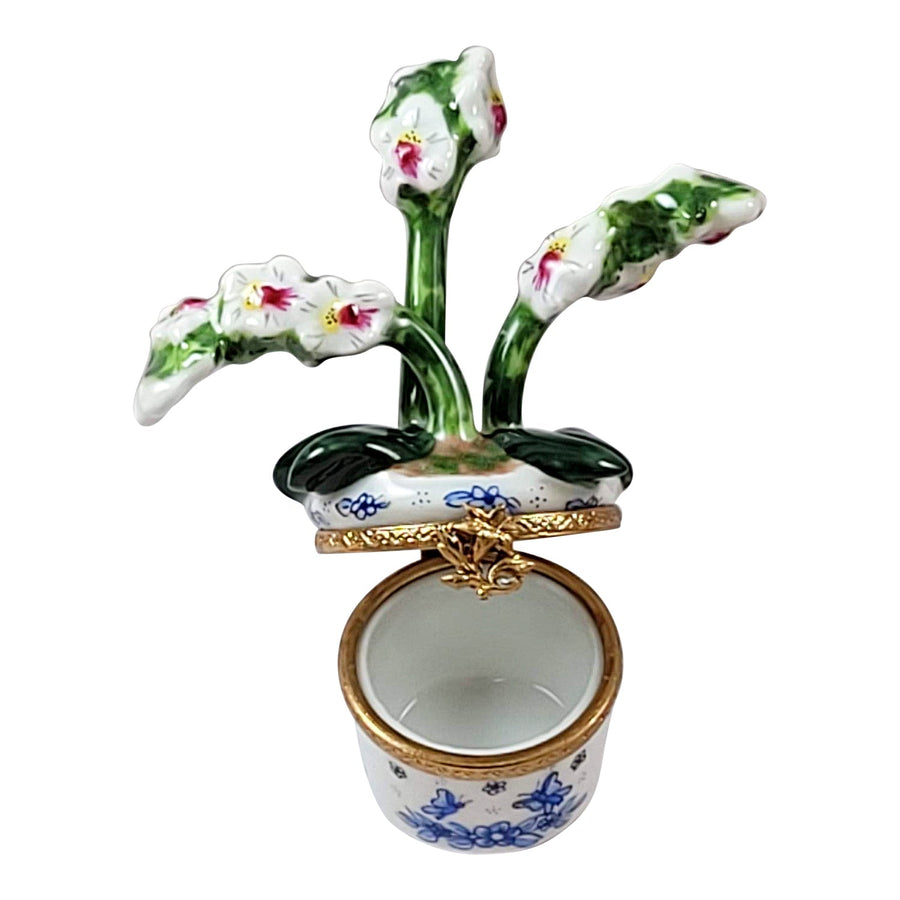 ###
Beautiful purple orchid plant with lush green leaves in a white ceramic pot