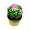 Geranium Pink: Pink geranium plant in a decorative pot on a sunny patio