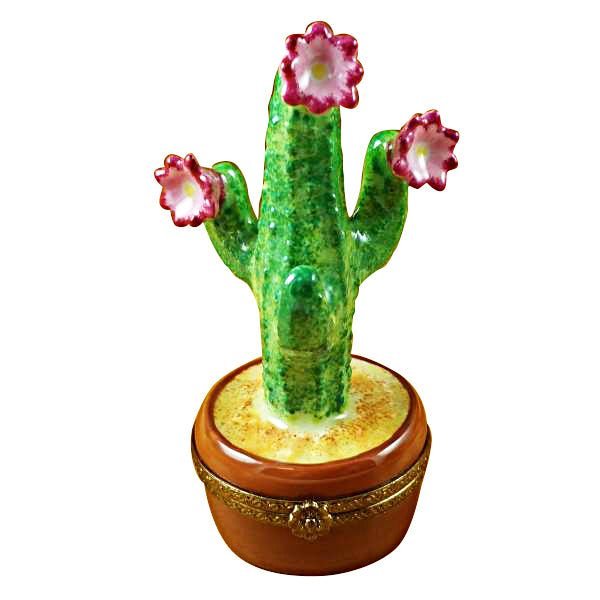 Cactus in pot with colorful flowers and spiky green leaves