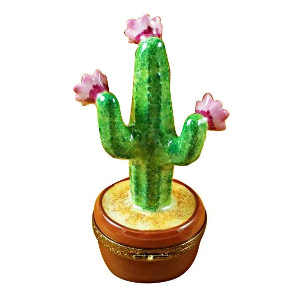 Close-up of potted cactus with unique geometric design