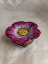 Purple Flower Pansy Rochard Rare